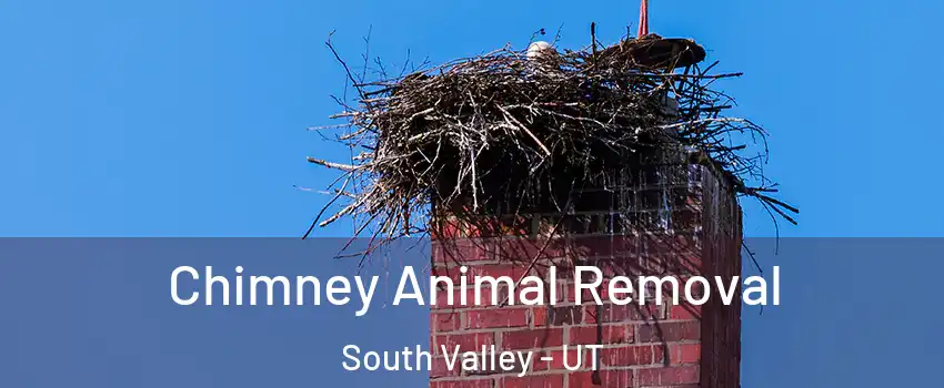 Chimney Animal Removal South Valley - UT
