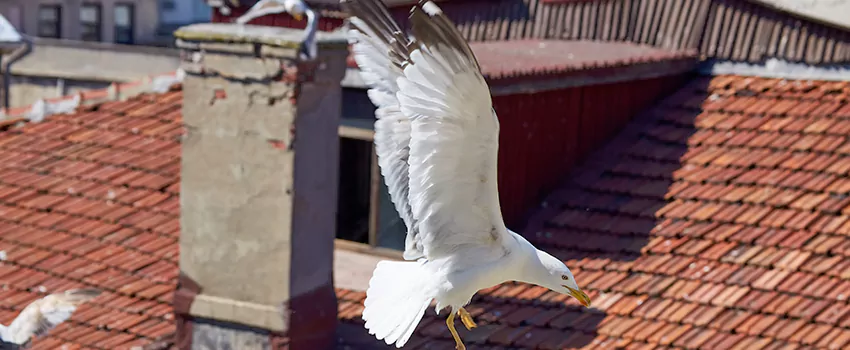 Residential Chimney Animal Removal Solution in South Valley, UT